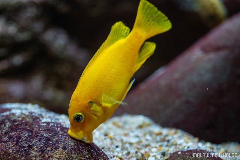 Maylandia sp. 'msobo' Magunga